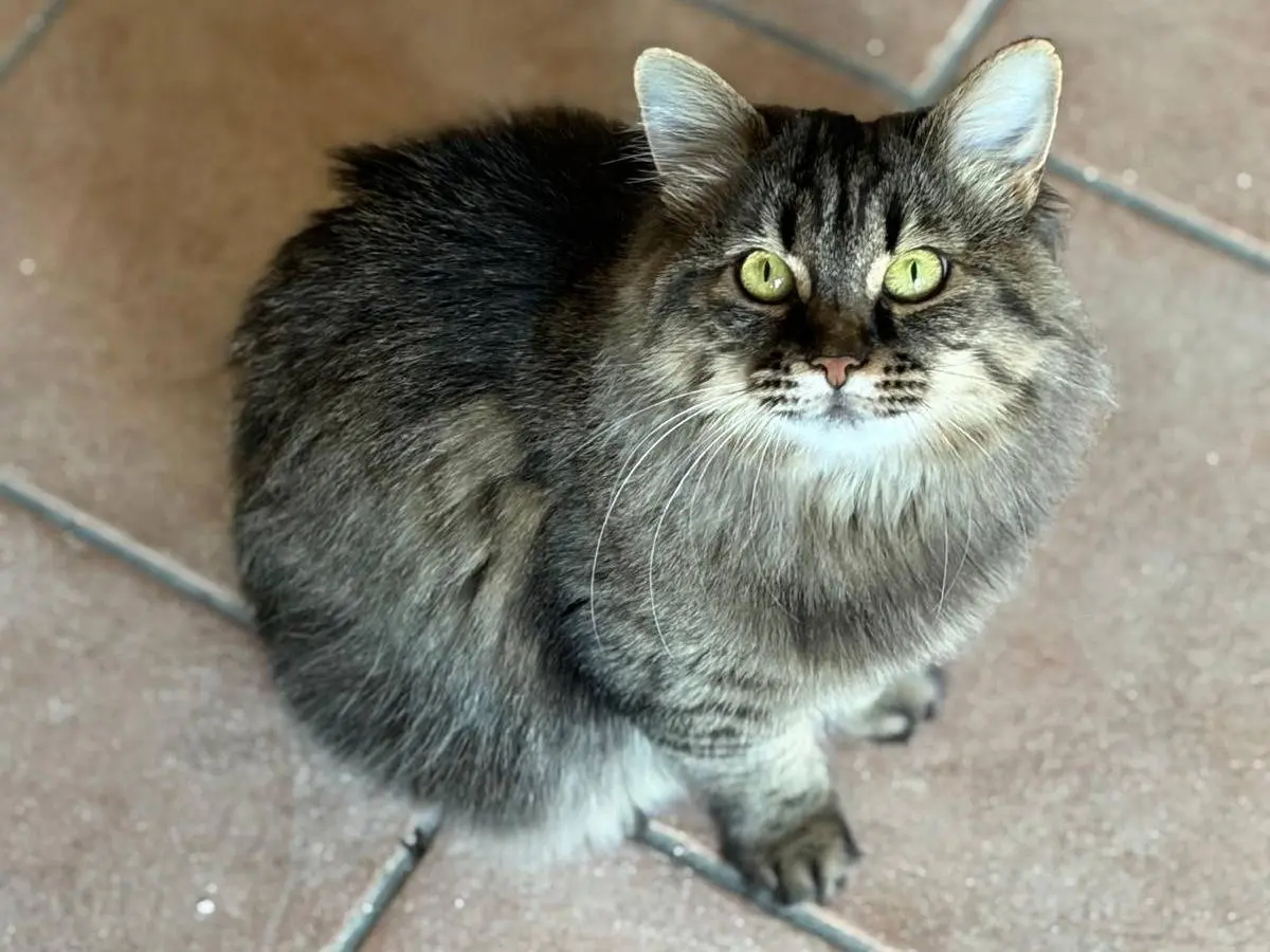 Vuoi adottare un gatto a Firenze?