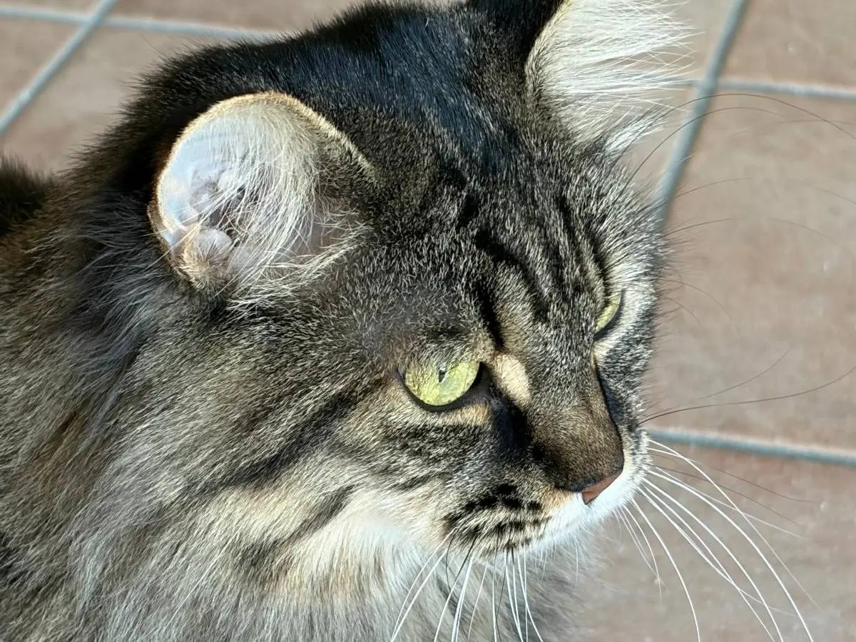 Adotta un gatto, taglia non valida, femmina, Firenze