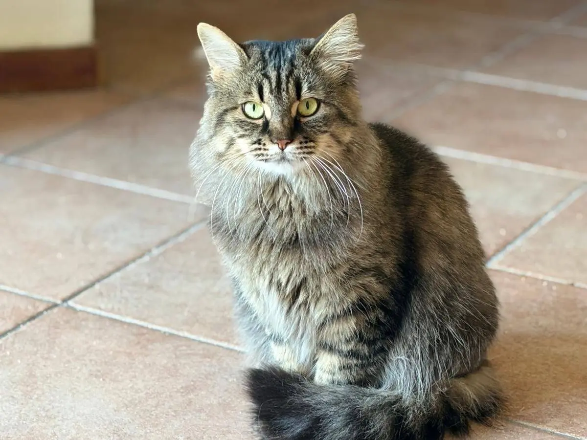 Adotta un gatto, femmina, 3 anni e 2 mesi, Firenze