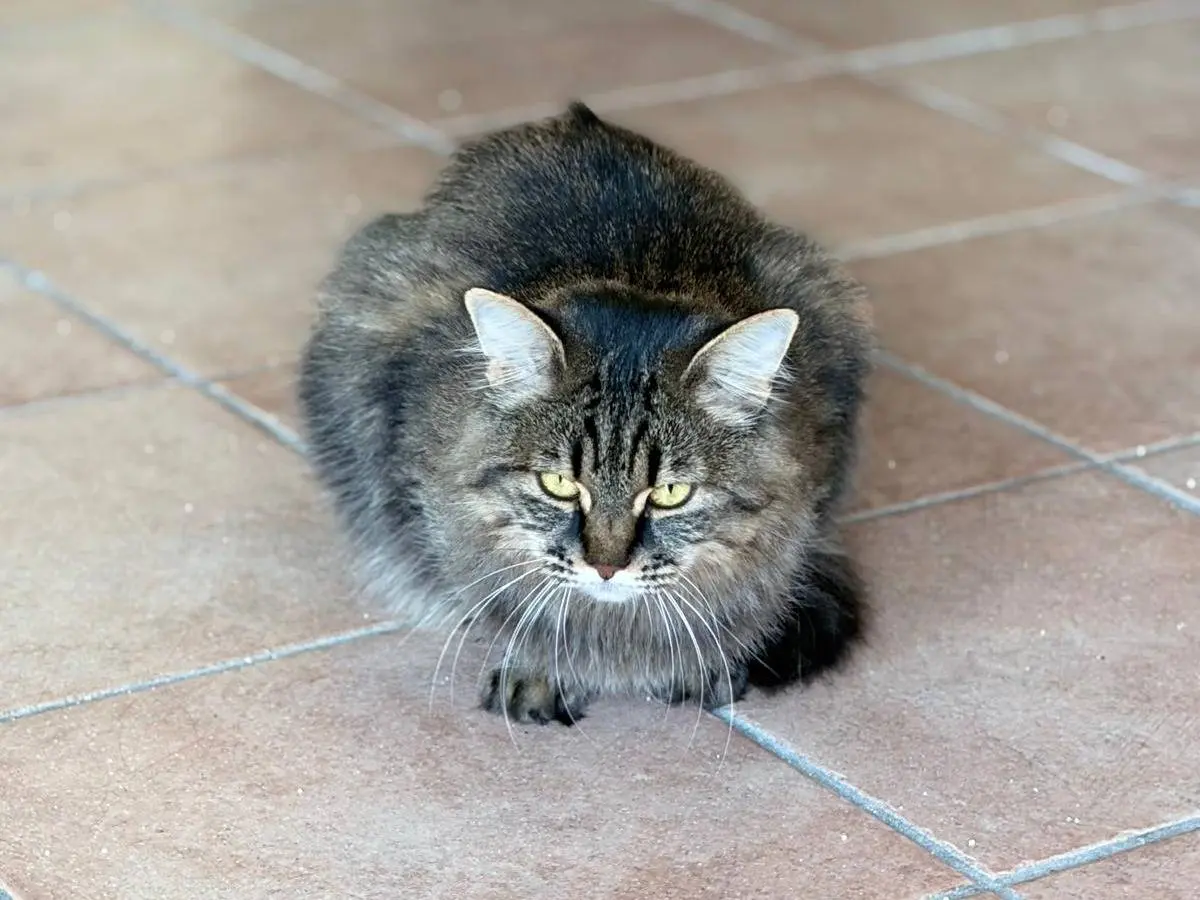 Adotta il gatto Fiona a Firenze