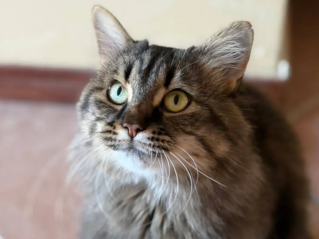 Adozione gatto, femmina, Razza sconosciuta Razza sconosciuta, 3 anni e 2 mesi, taglia non valida, Firenze