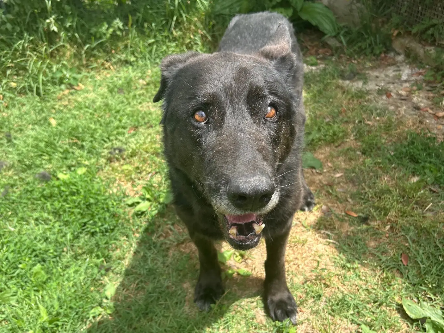 Adotta un cane, maschio, 12 anni e 4 mesi, Latina