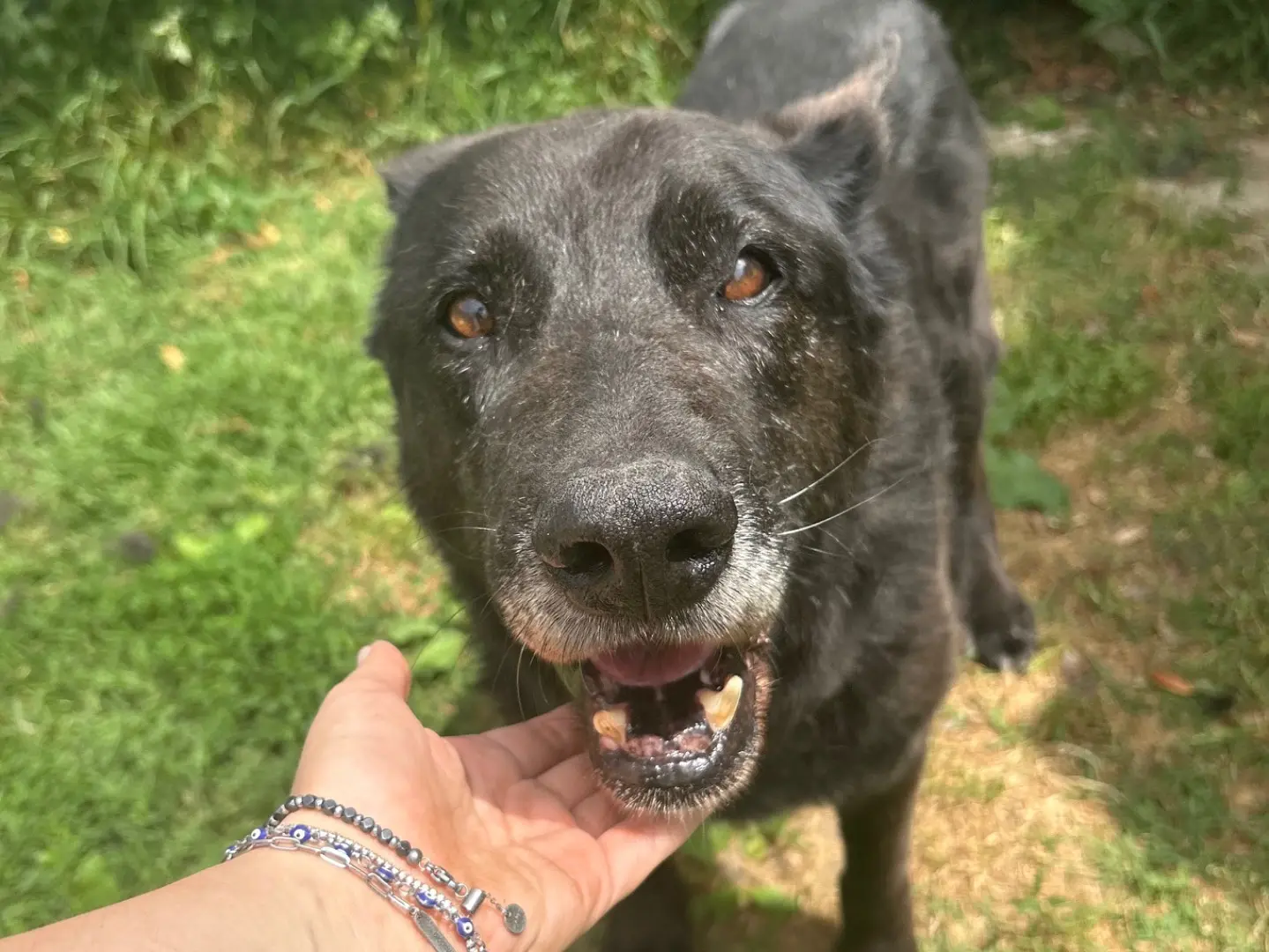 Adozione cane, maschio, Razza sconosciuta Razza sconosciuta, 12 anni e 4 mesi, taglia media, Latina