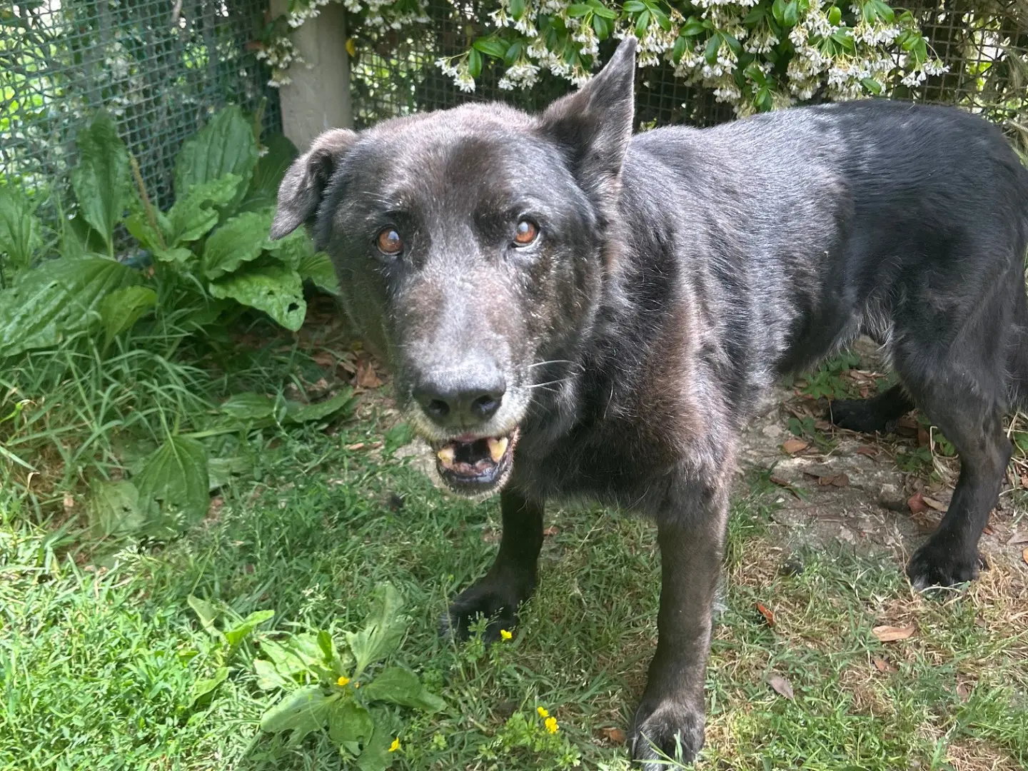 Adotta un cane, taglia media, maschio, Latina