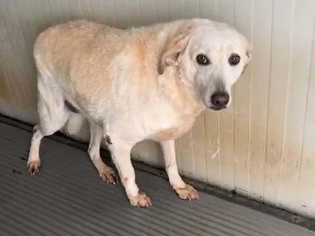 Adotta il cane Virginia a Latina