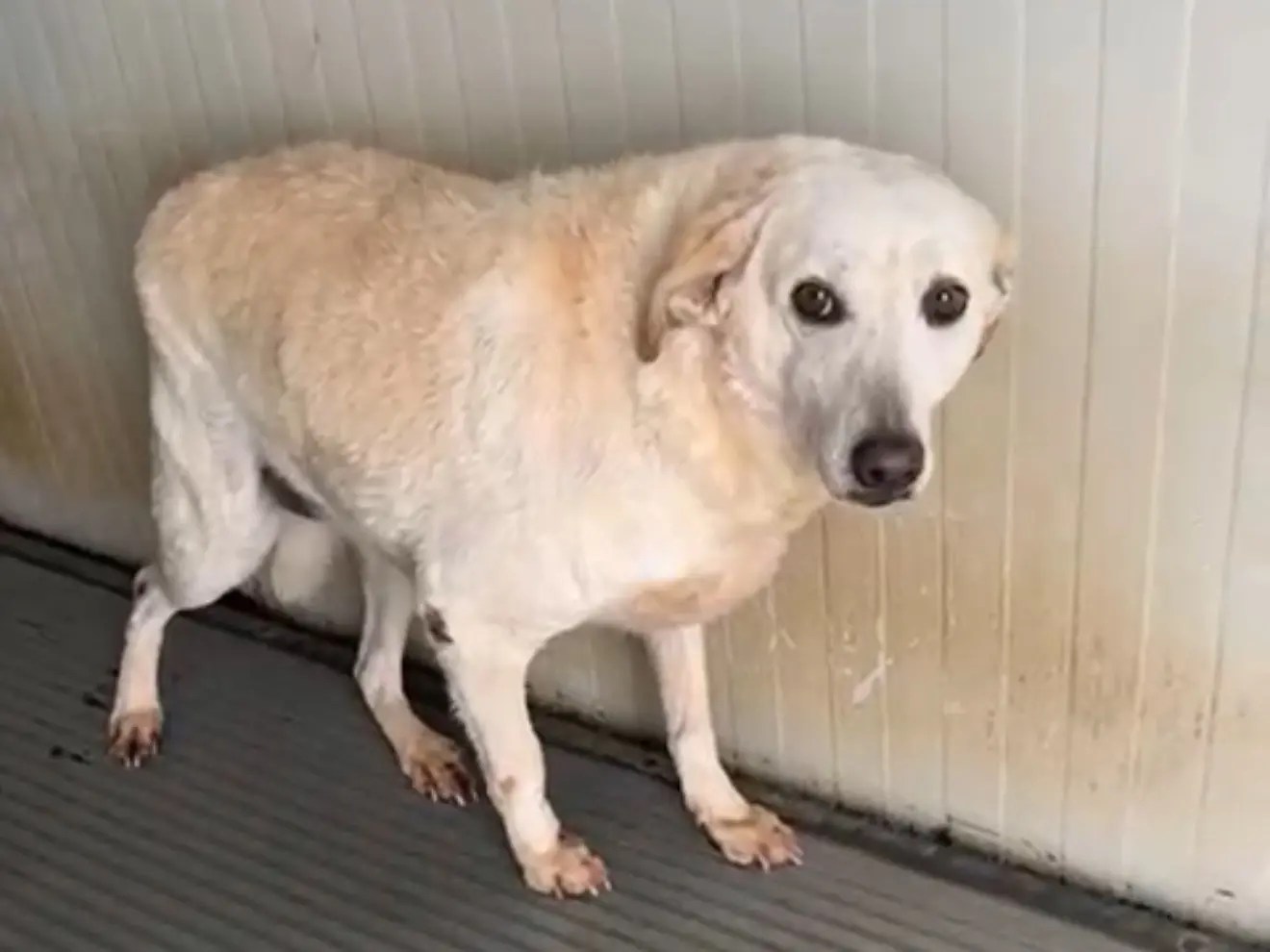 Adozione cane, femmina, Razza sconosciuta Razza sconosciuta, 7 anni e 5 mesi, taglia media, Latina