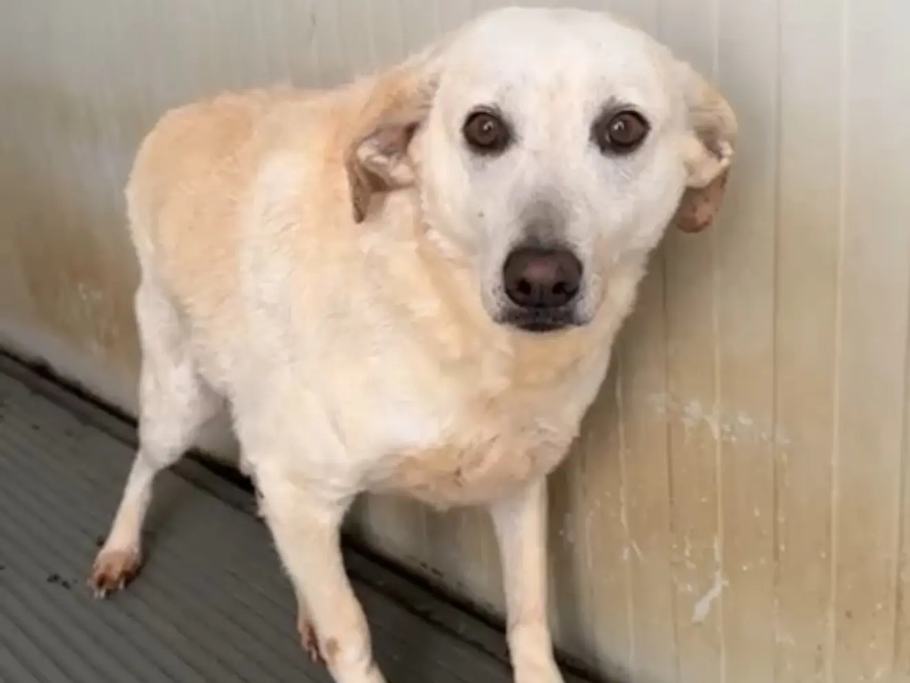 Adotta un cane, femmina, 7 anni e 5 mesi, Latina