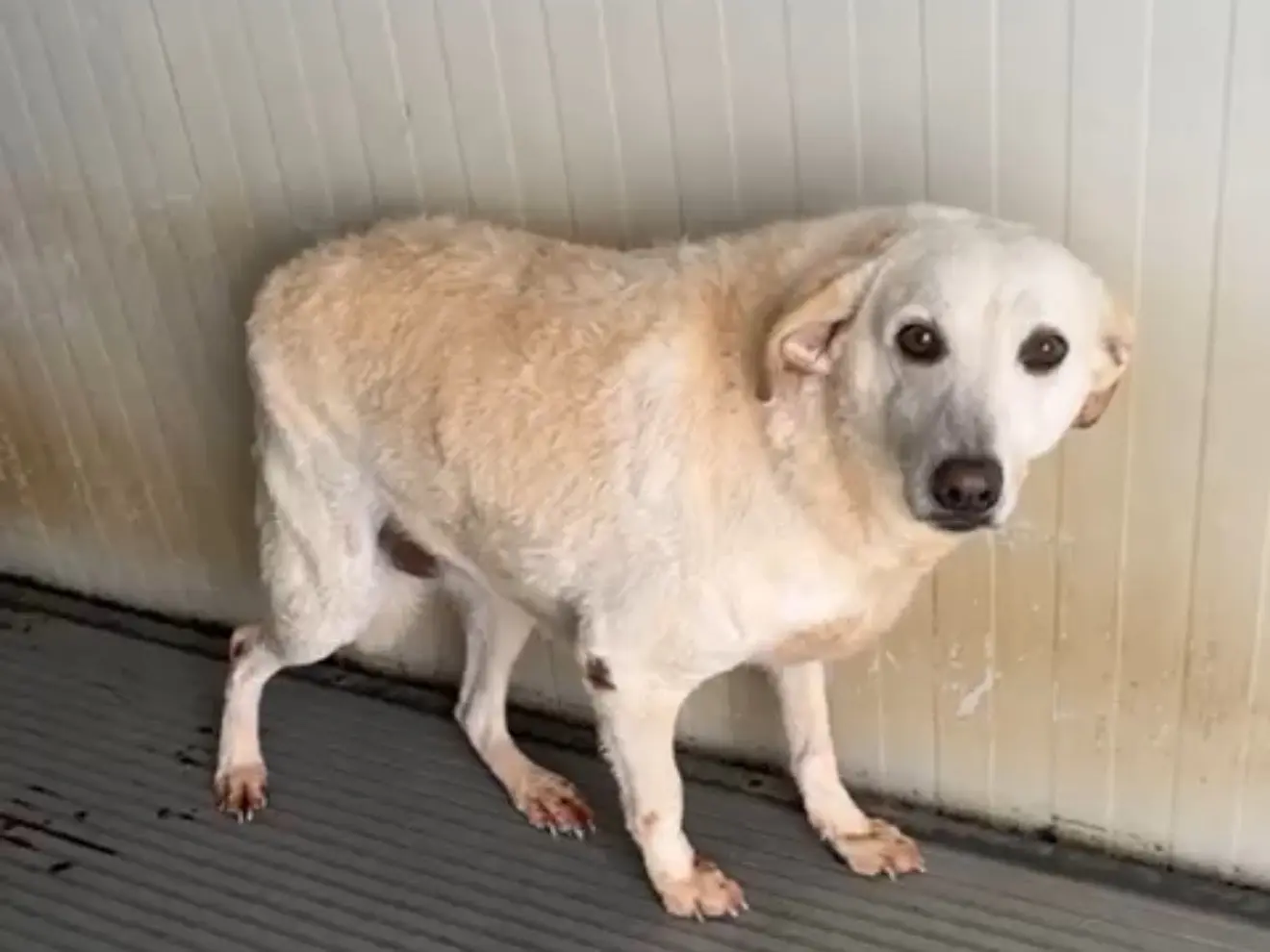 Adotta un cane, taglia media, femmina, Latina