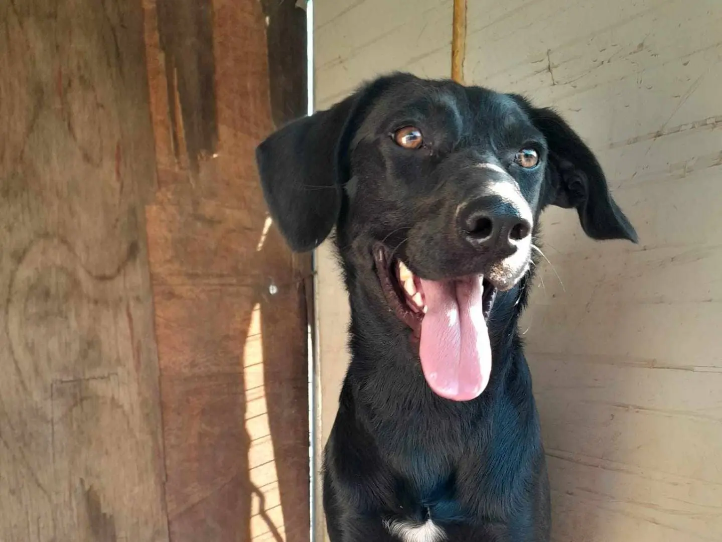 Adotta un cane, taglia media contenuta, maschio, Catania