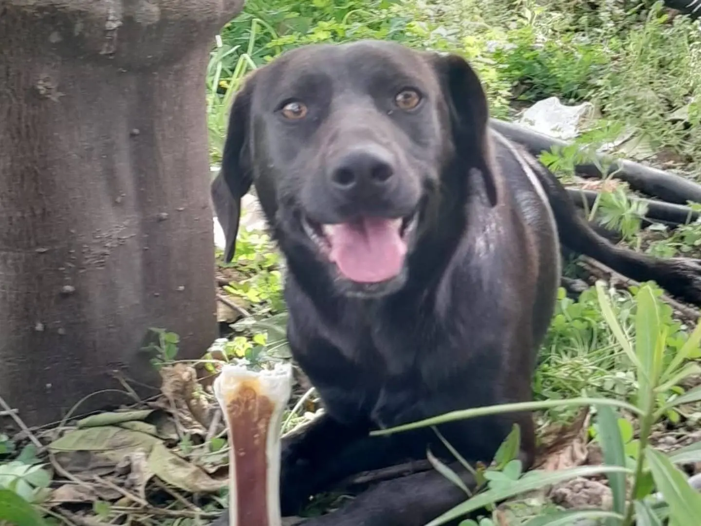 Adozione cane, maschio, Razza sconosciuta Razza sconosciuta, 2 anni e 11 mesi, taglia media contenuta, Catania
