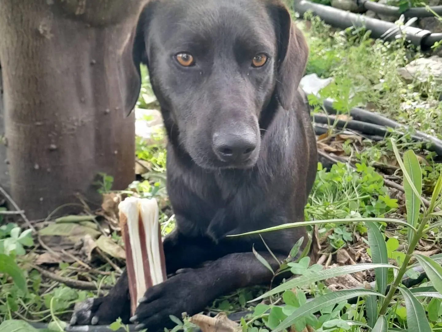 Adotta un cane, maschio, 2 anni e 11 mesi, Catania