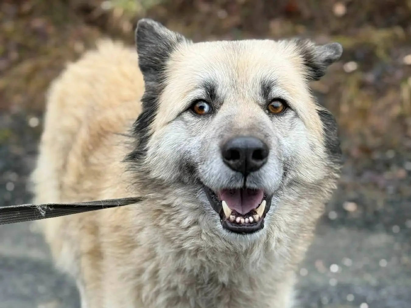 Adotta un cane, femmina, 6 anni e 4 mesi, Firenze