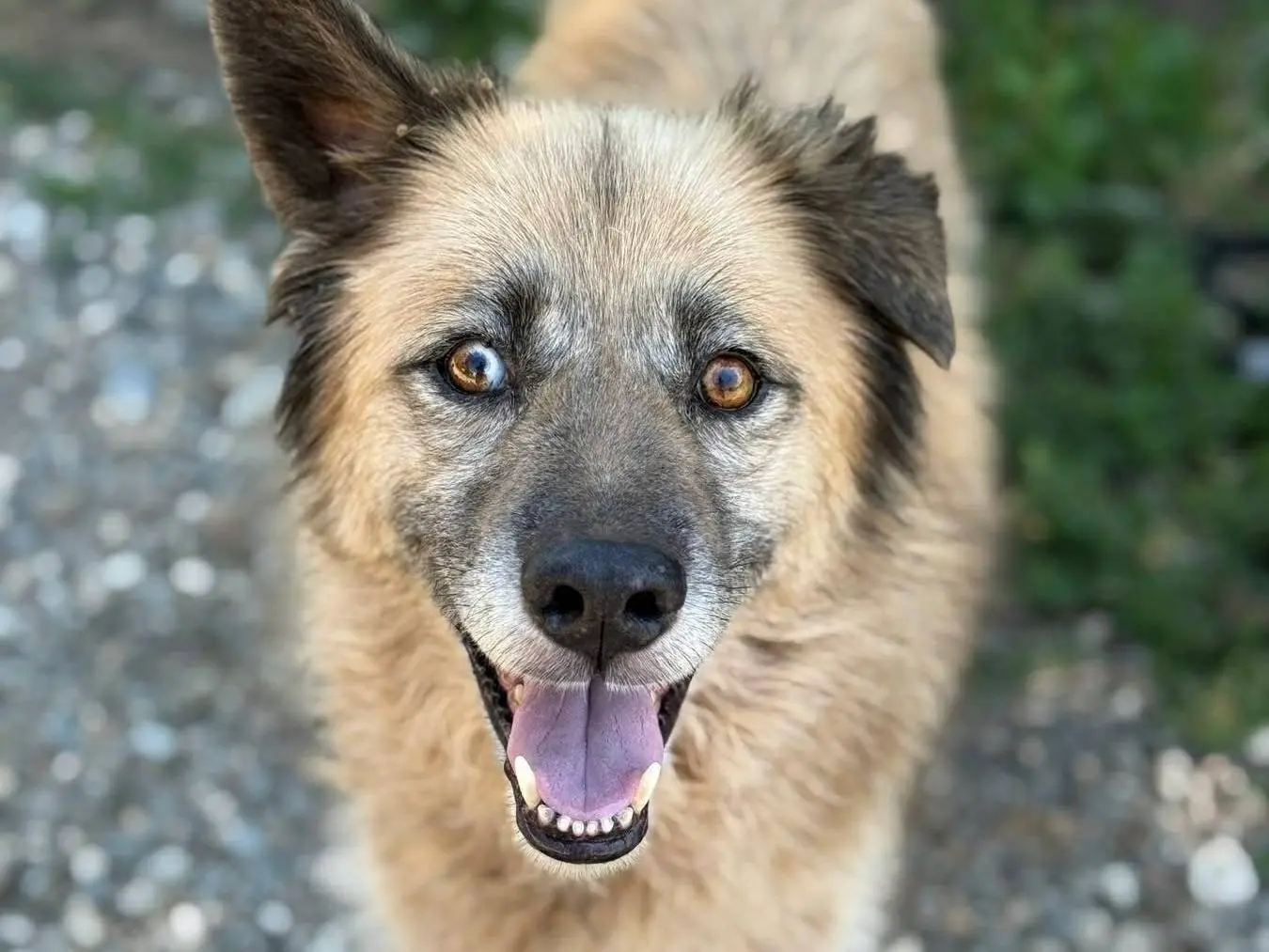 Adozione cane, femmina, Razza sconosciuta Razza sconosciuta, 6 anni e 4 mesi, taglia media, Firenze