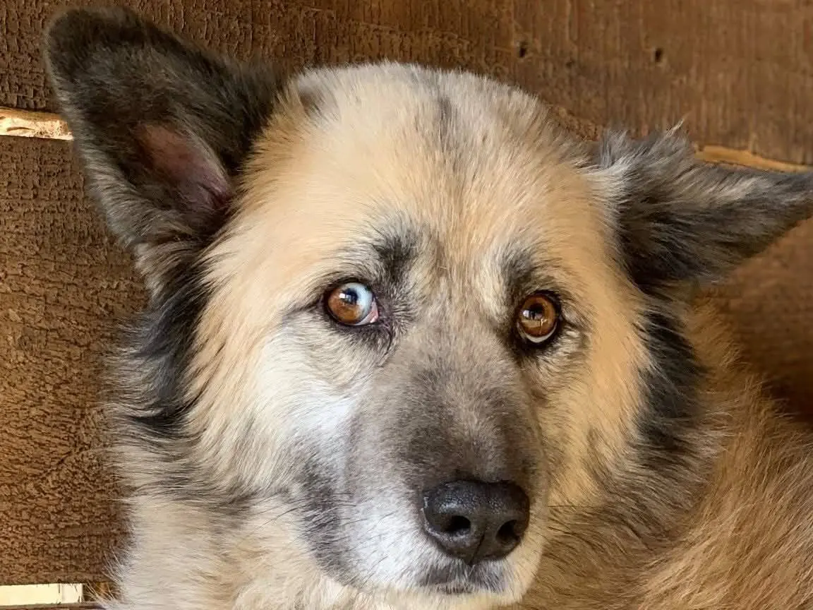 Vuoi adottare un cane a Firenze?