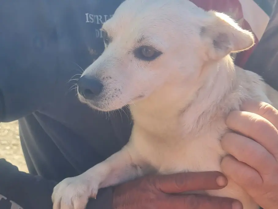 Adotta un cane, taglia piccola, maschio, Vibo