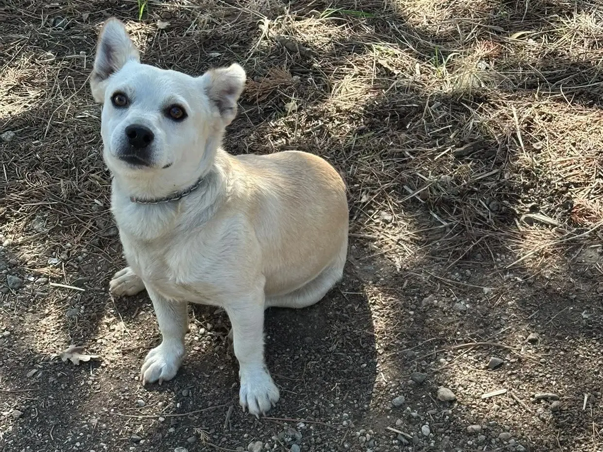 Adotta un cane, maschio, 1 anno, Vibo