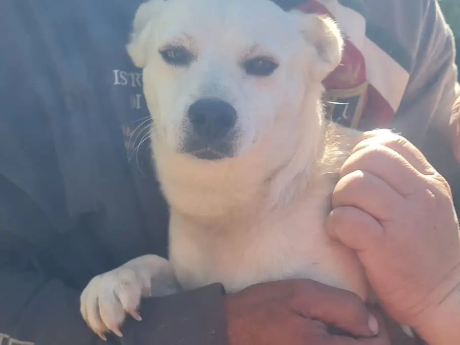 Adotta il cane Oliver a Vibo