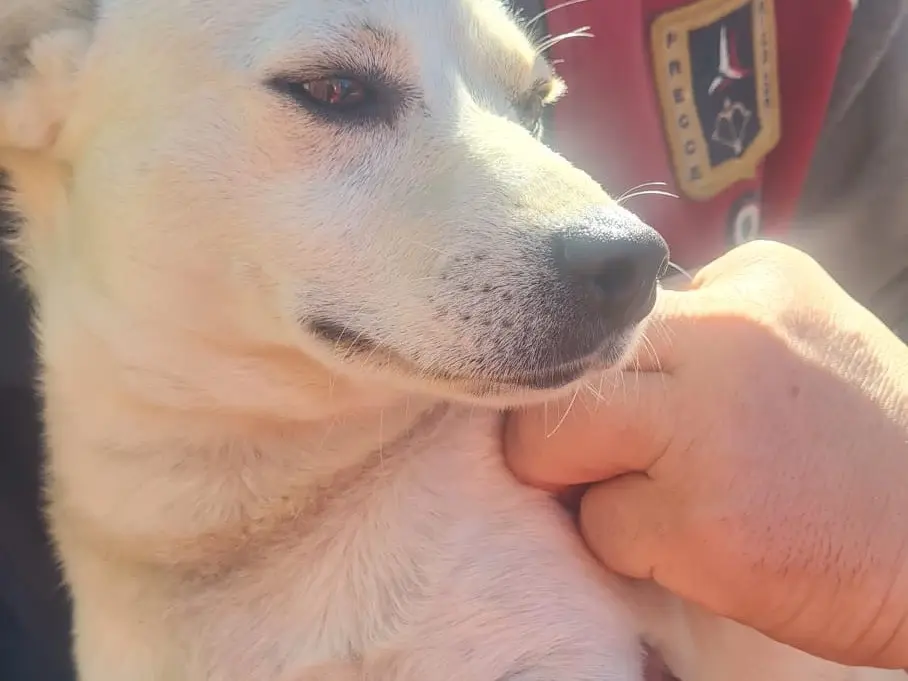 Vuoi adottare un cane a Vibo?
