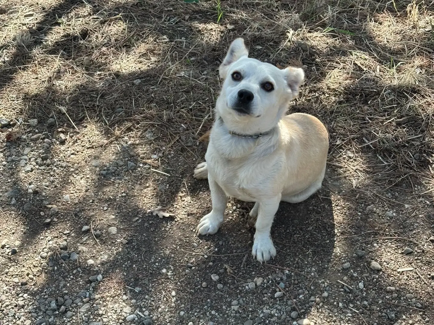Adozione cane, maschio, Razza sconosciuta Razza sconosciuta, 1 anno, taglia piccola, Vibo
