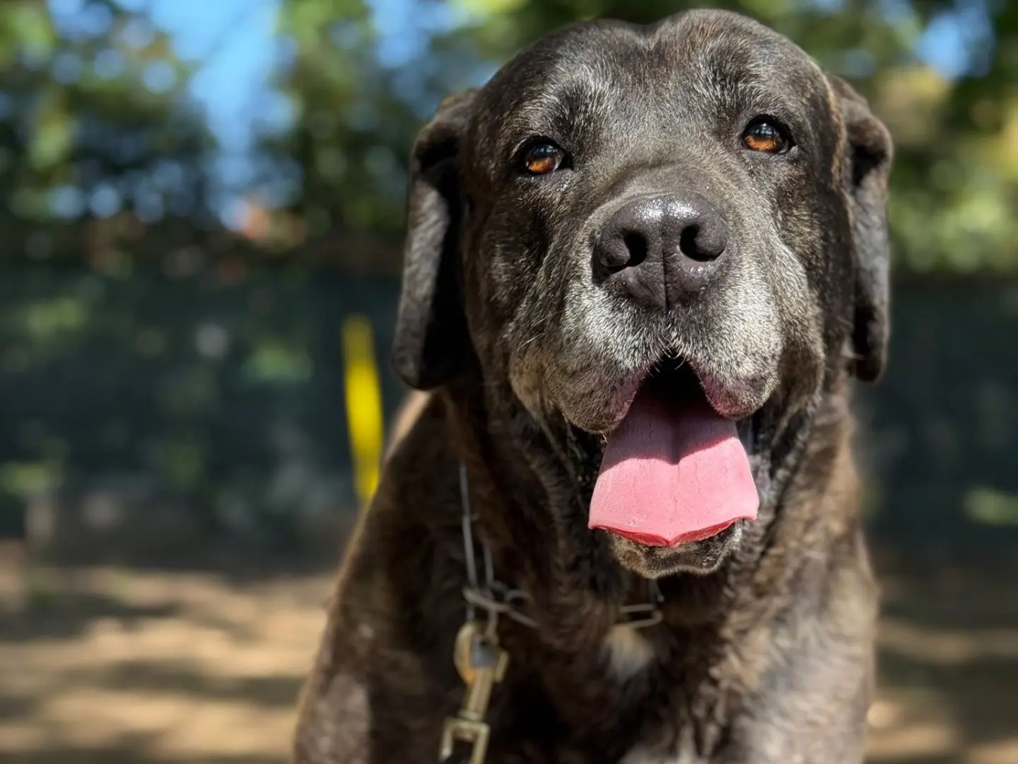 Vuoi adottare un cane a Milano?