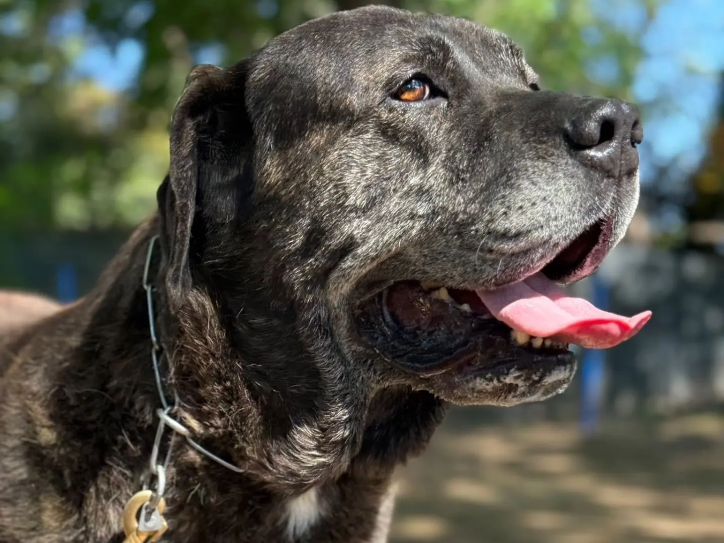 Adotta il cane Achille a Milano