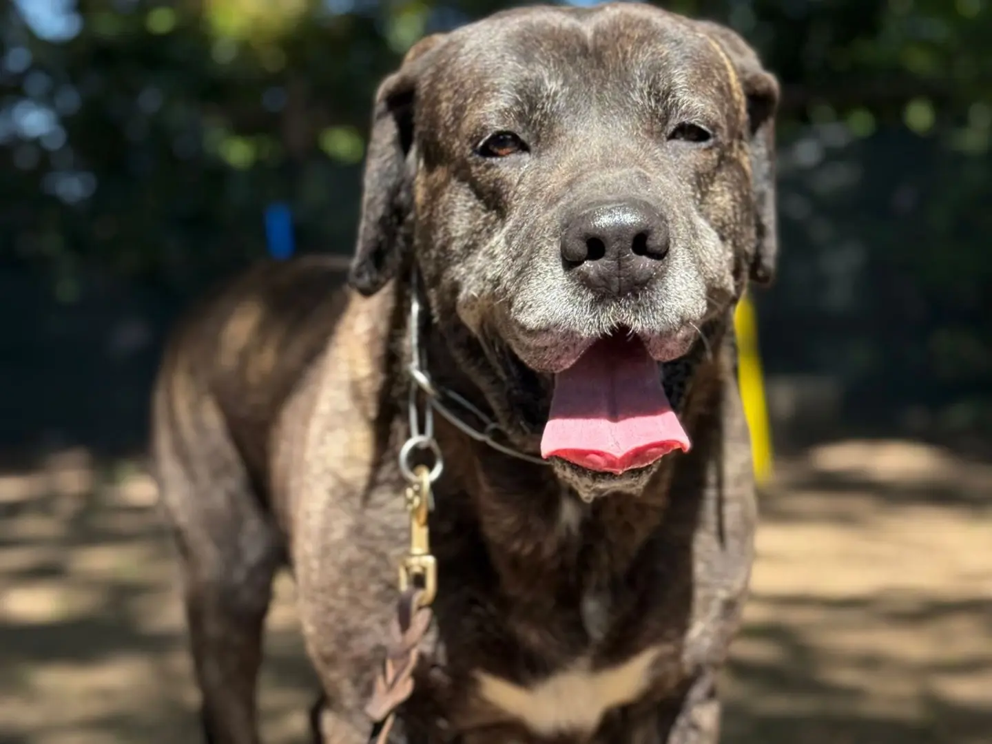 Adozione cane, maschio, Corso Razza sconosciuta, 5 anni e 10 mesi, taglia gigante, Milano