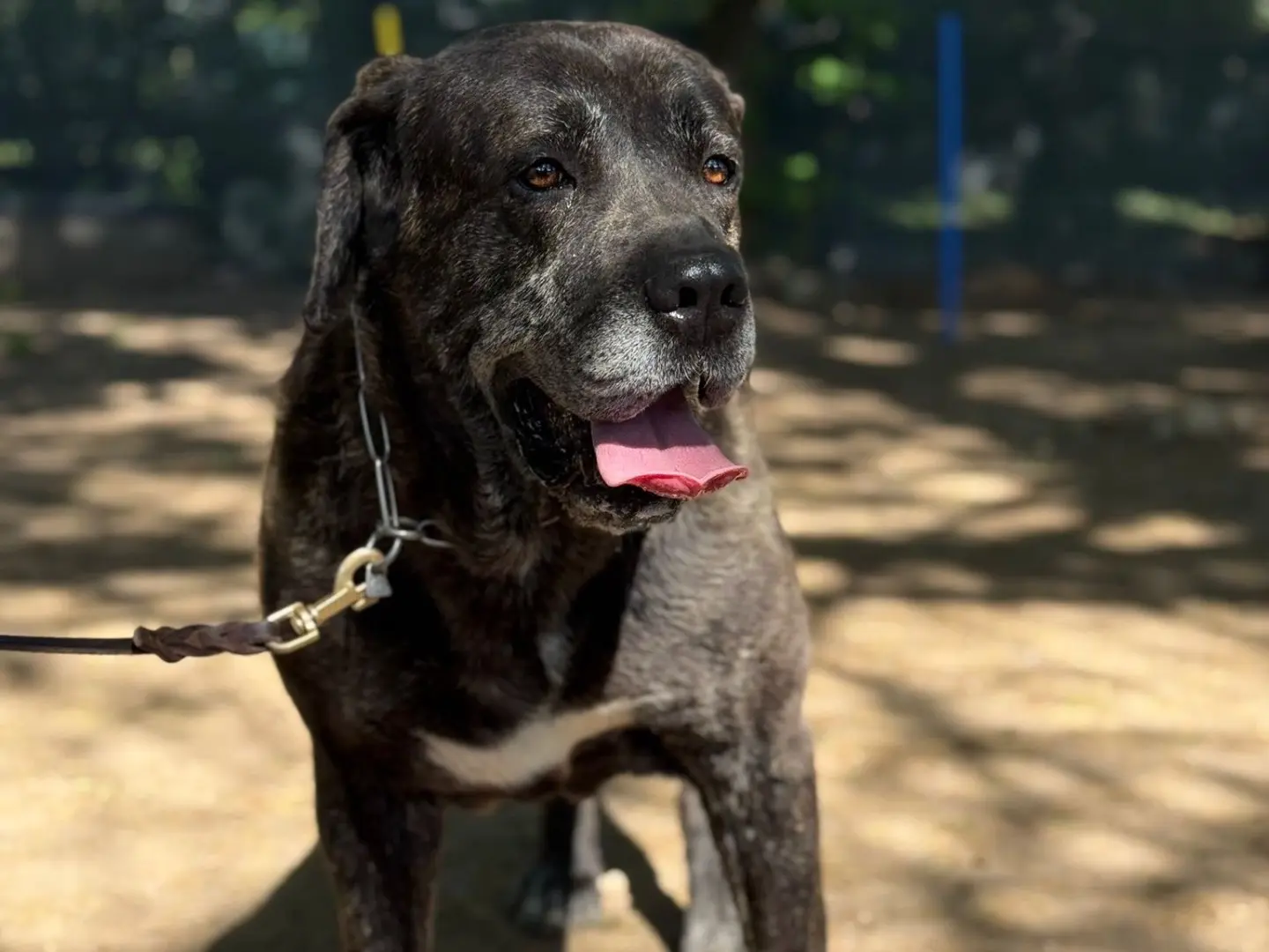 Adotta un cane, maschio, 5 anni e 10 mesi, Milano