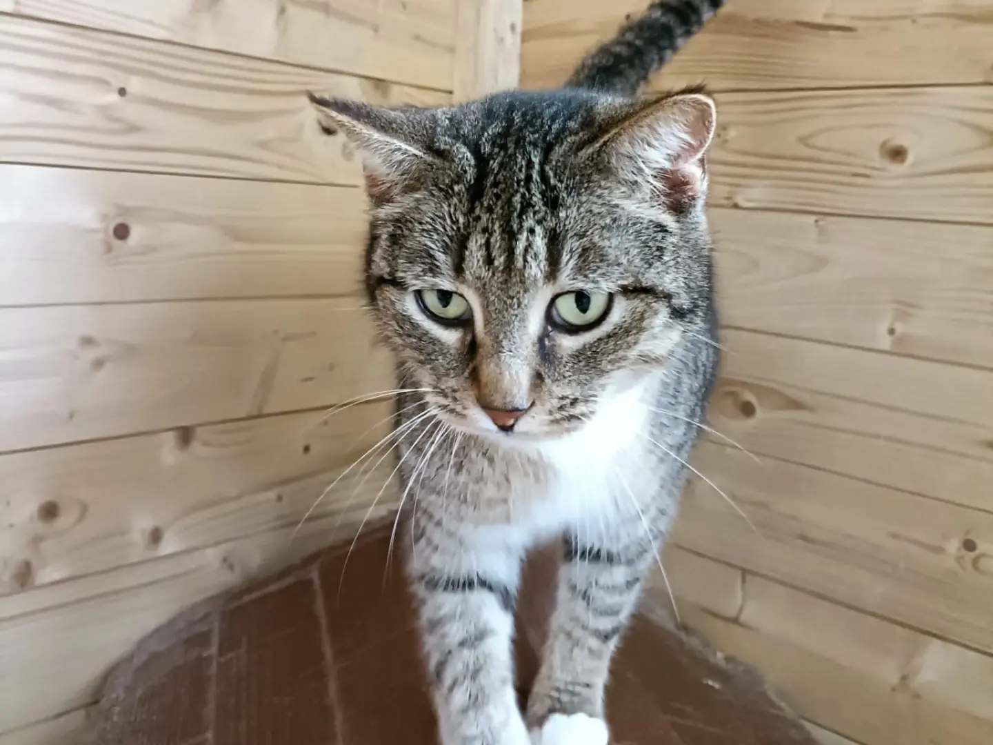 Adotta un gatto, femmina, 2 anni e 6 mesi, Napoli