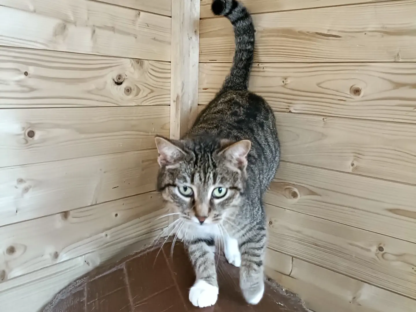 Adotta un gatto, taglia non valida, femmina, Napoli