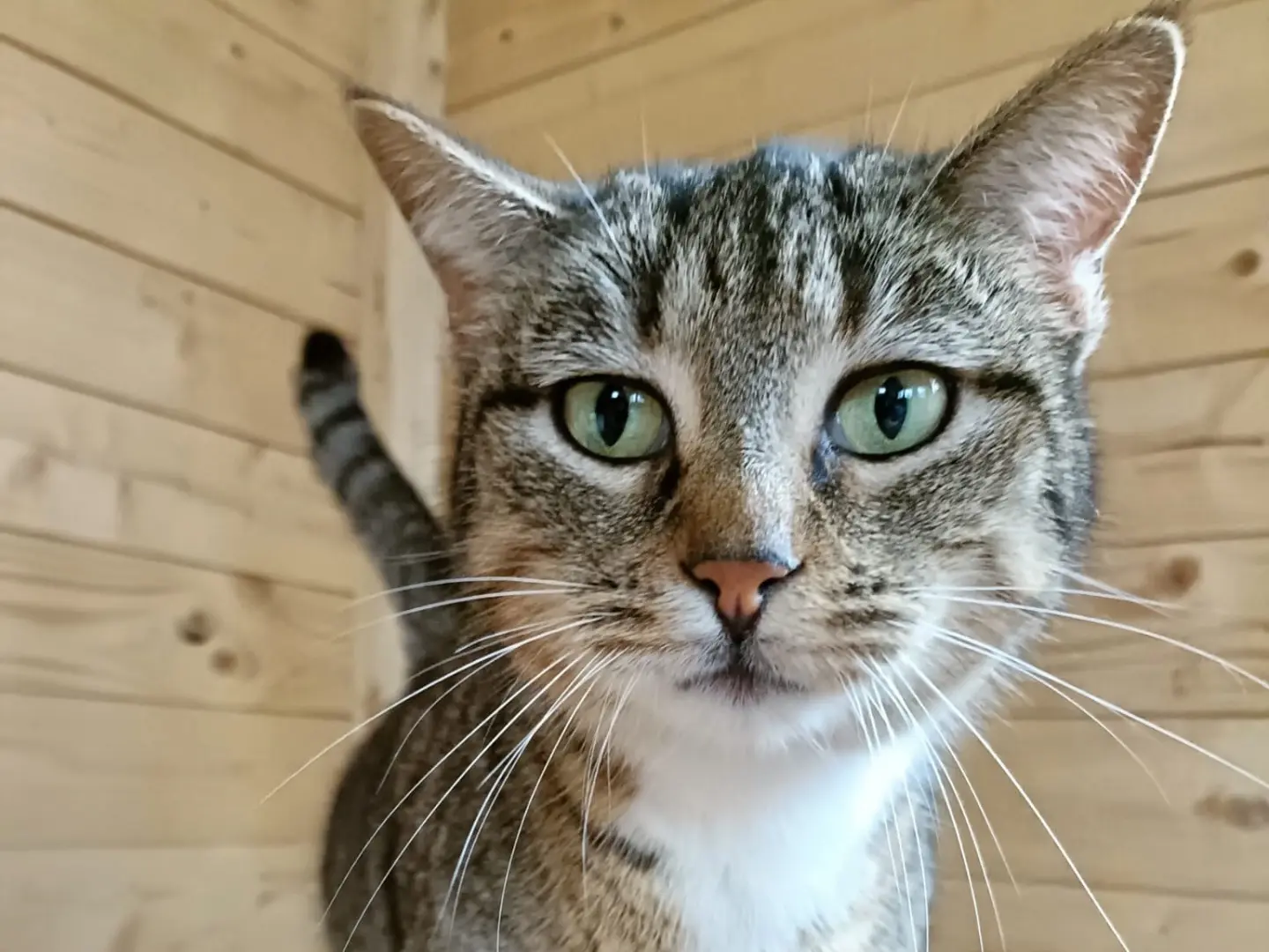 Adozione gatto, femmina, Razza sconosciuta Razza sconosciuta, 2 anni e 6 mesi, taglia non valida, Napoli