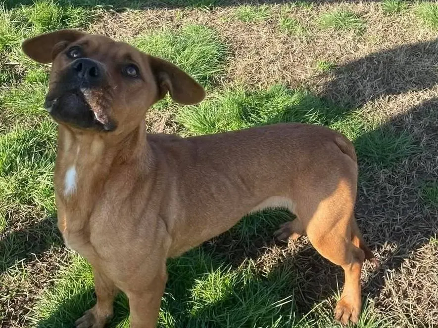Adotta un cane, femmina, 5 anni e 8 mesi, Latina