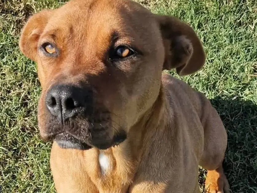 Adozione cane, femmina, Razza sconosciuta Pitbull, 5 anni e 8 mesi, taglia media, Latina