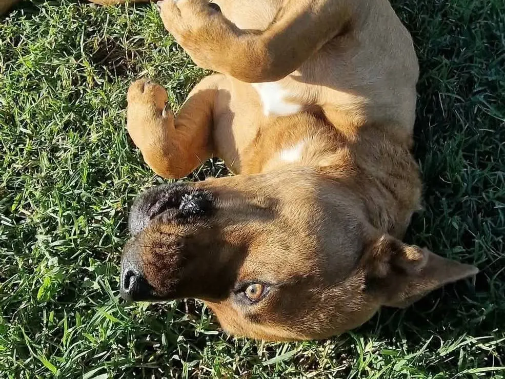 Vuoi adottare un cane a Latina?