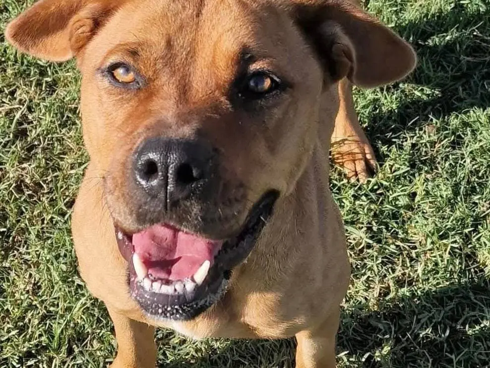 Adotta il cane Layla Ali a Latina