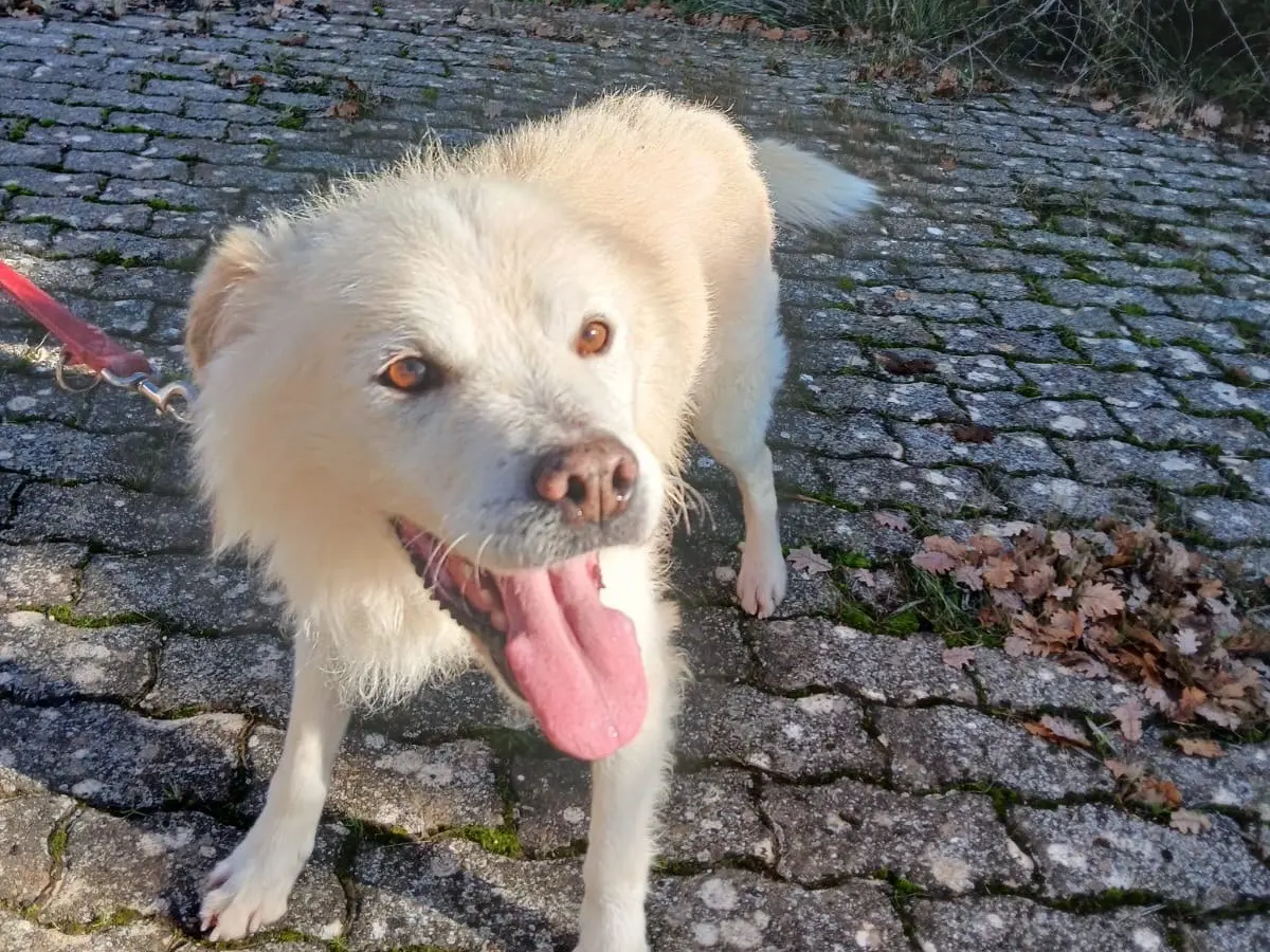 Adotta un cane, maschio, 9 anni e 6 mesi, Bari