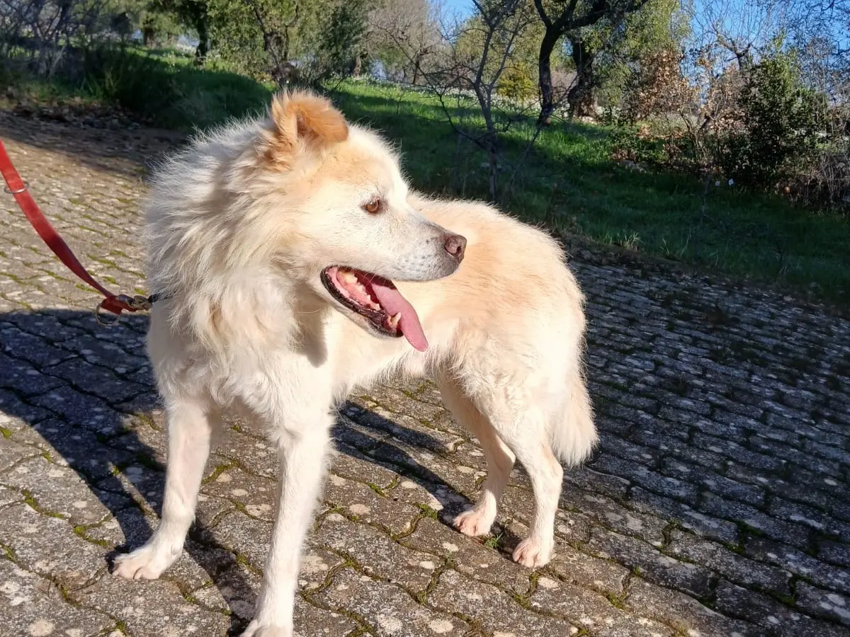 Adozione cane, maschio, Razza sconosciuta Razza sconosciuta, 9 anni e 6 mesi, taglia media, Bari