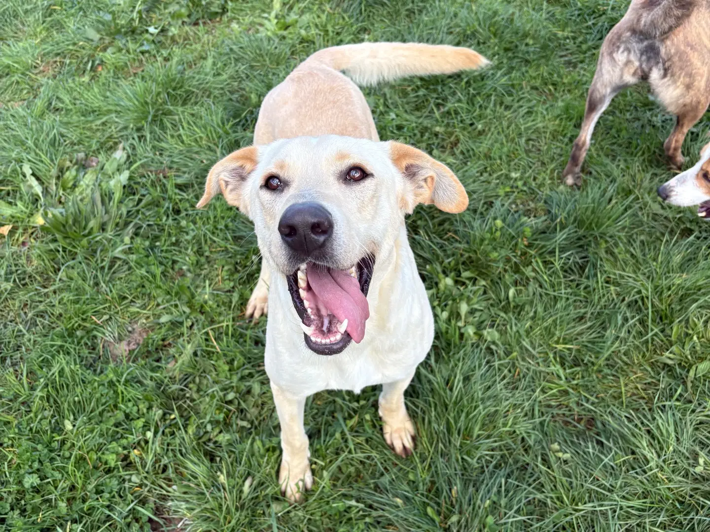 Adotta un cane, maschio, 4 anni e 9 mesi, Frosinone