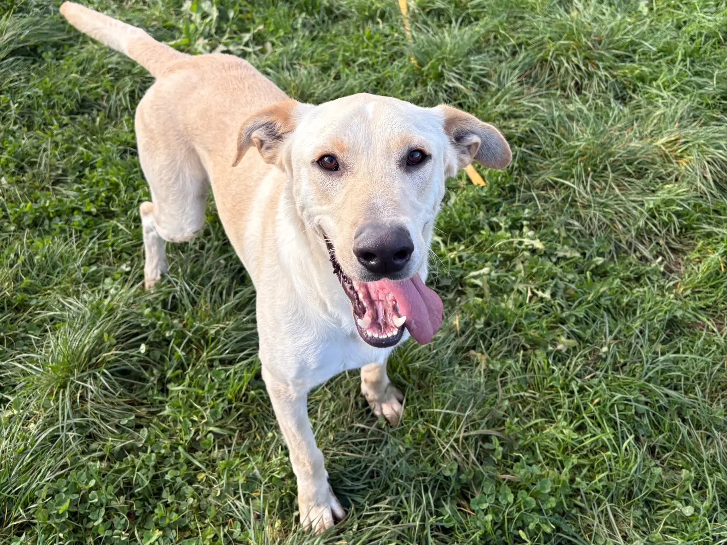 Adozione cane, maschio, Labrador Retriever Razza sconosciuta, 4 anni e 9 mesi, taglia media contenuta, Frosinone