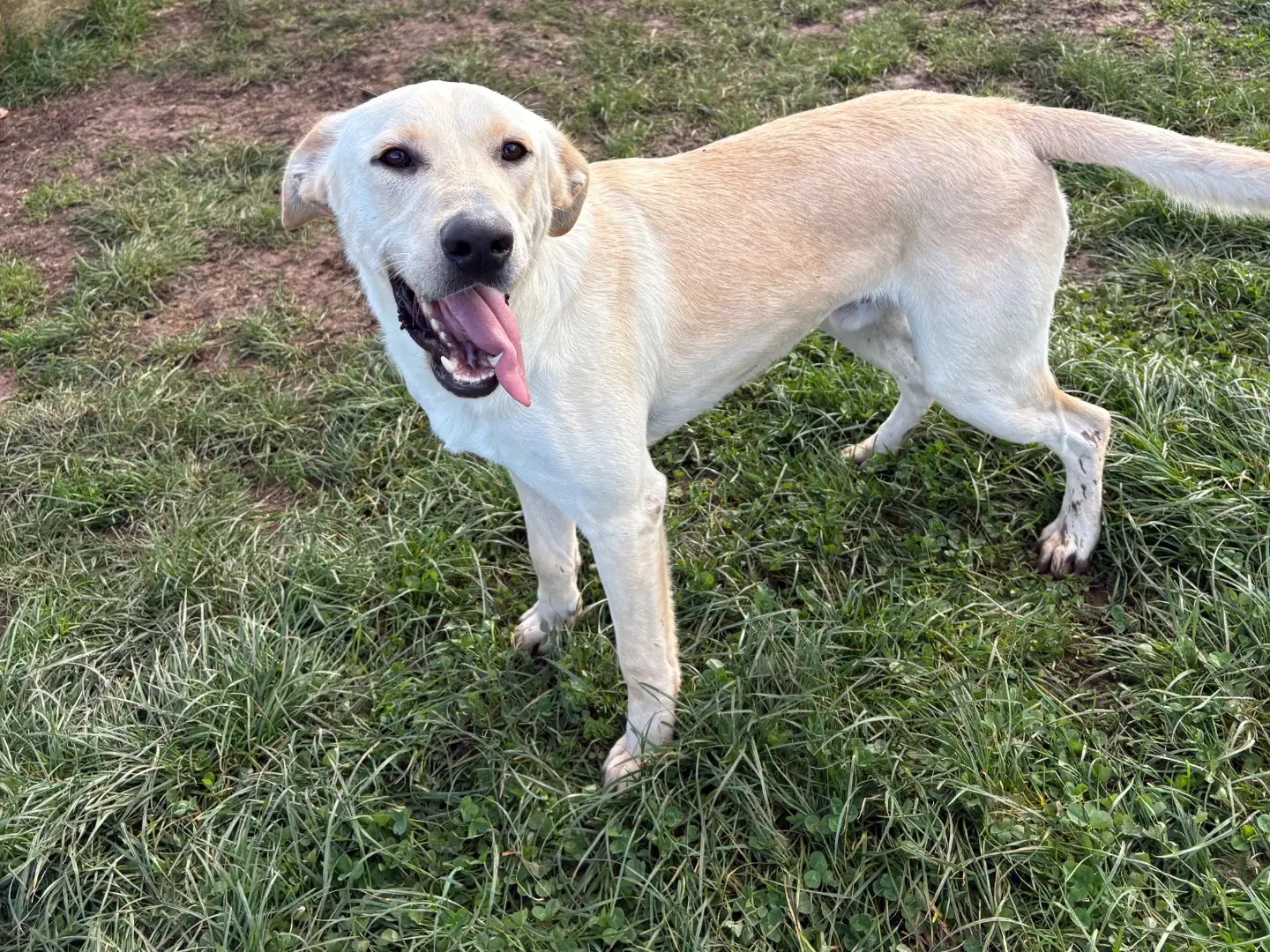 Adotta un cane, taglia media contenuta, maschio, Frosinone