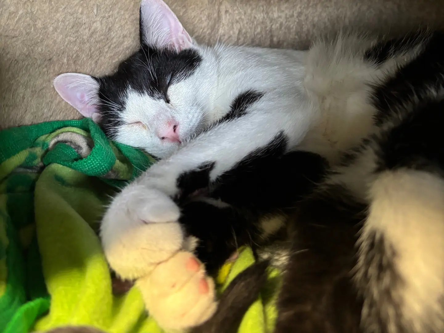 Adotta un gatto, maschio, 6 mesi, Brescia