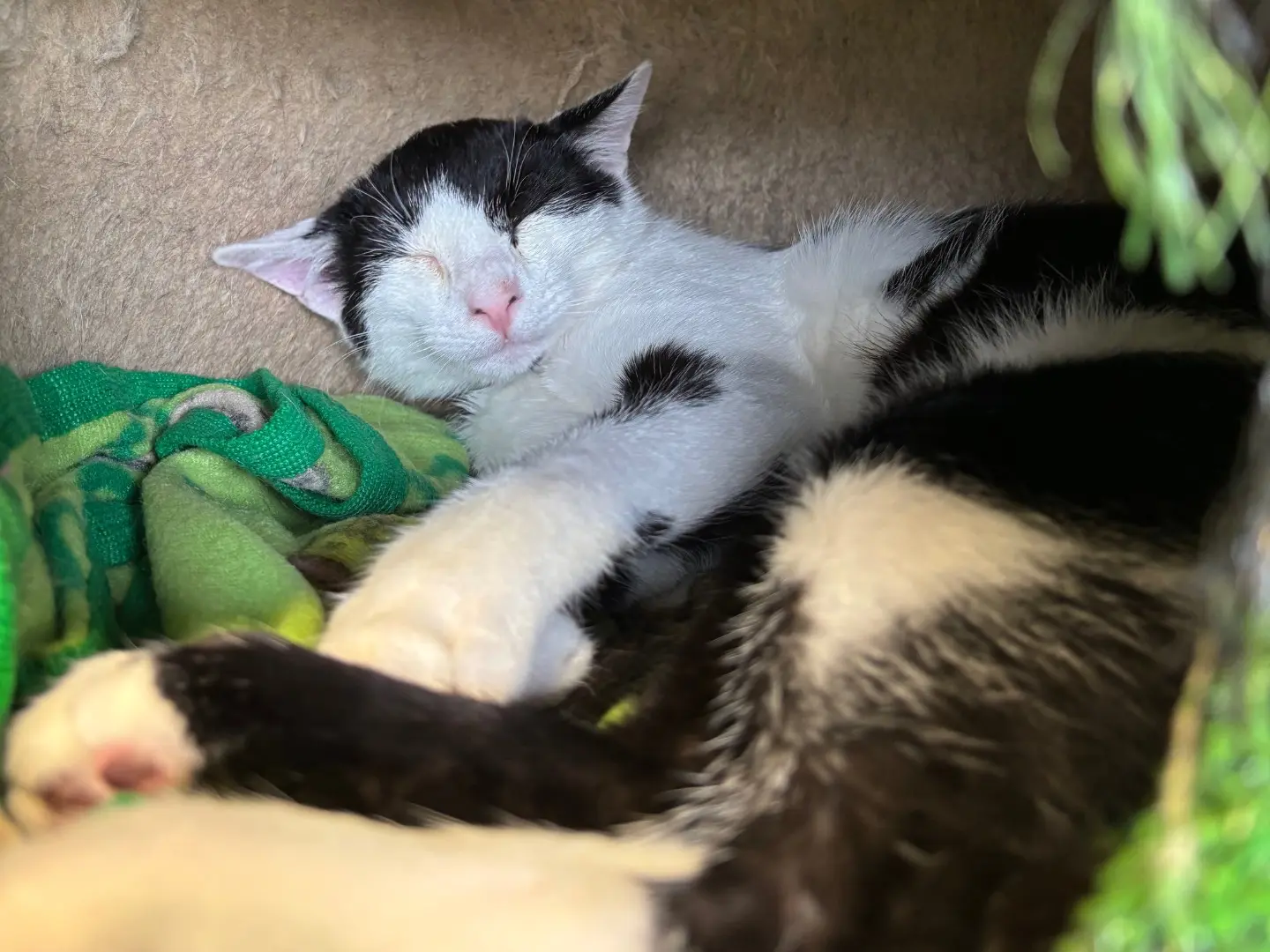 Adozione gatto, maschio, Razza sconosciuta Razza sconosciuta, 6 mesi, taglia non valida, Brescia