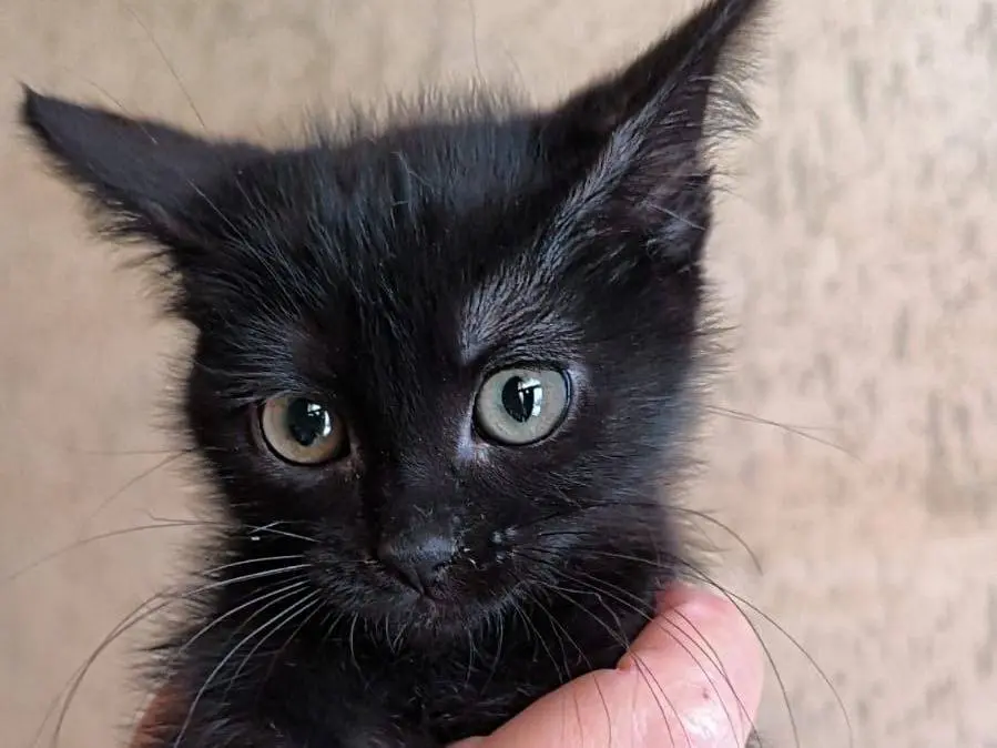 Adozione gatto, femmina, Razza sconosciuta Razza sconosciuta, 6 mesi, taglia non valida, Bari
