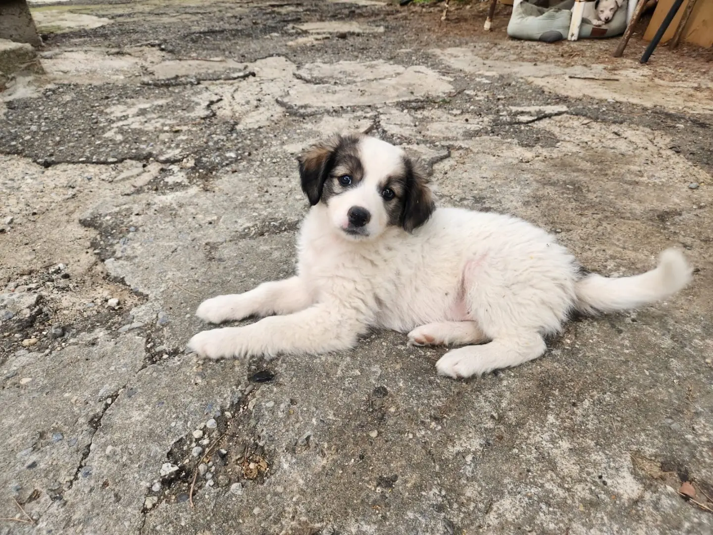 Adozione cane, femmina, Razza sconosciuta Razza sconosciuta, 7 mesi, taglia media contenuta, Cosenza