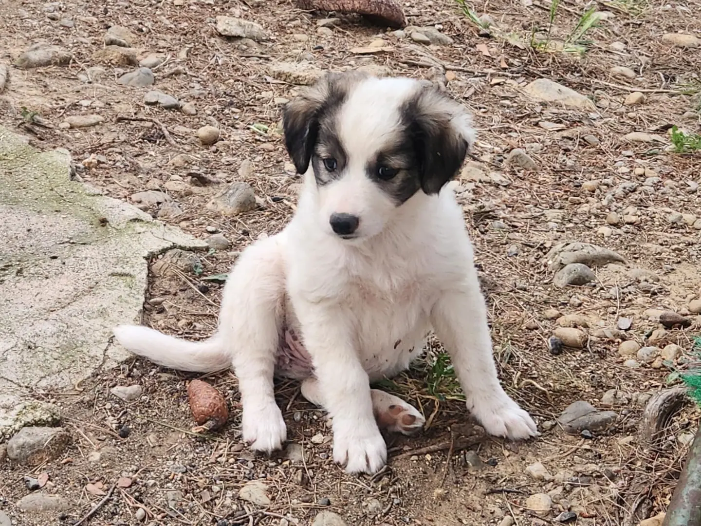 Adotta un cane, femmina, 7 mesi, Cosenza