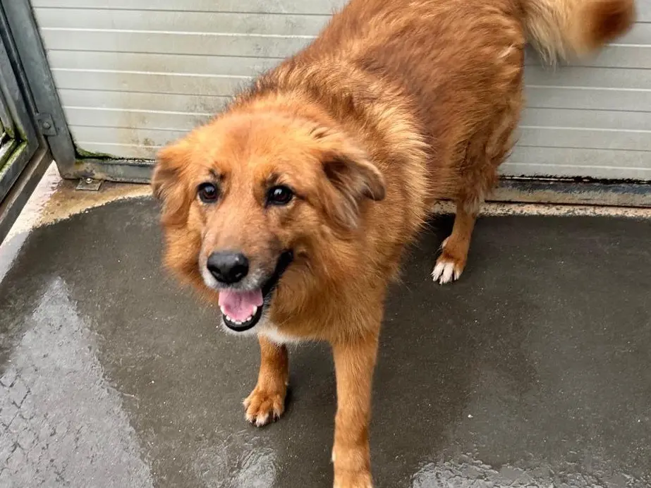 Adozione cane, femmina, Razza sconosciuta Razza sconosciuta, 8 anni e 2 mesi, taglia media contenuta, Latina