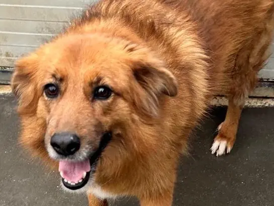Adotta un cane, femmina, 8 anni e 2 mesi, Latina