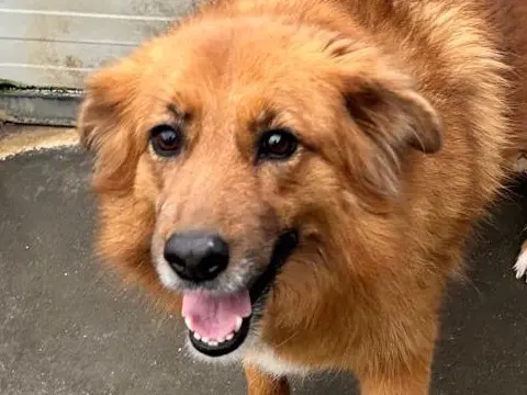 Adotta un cane, taglia media contenuta, femmina, Latina