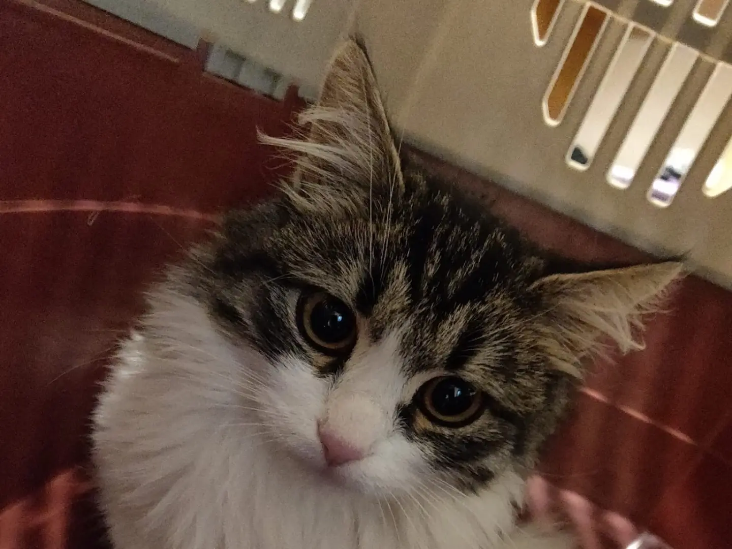 Adozione gatto, maschio, Razza sconosciuta Razza sconosciuta, 3 mesi, taglia non valida, Crotone