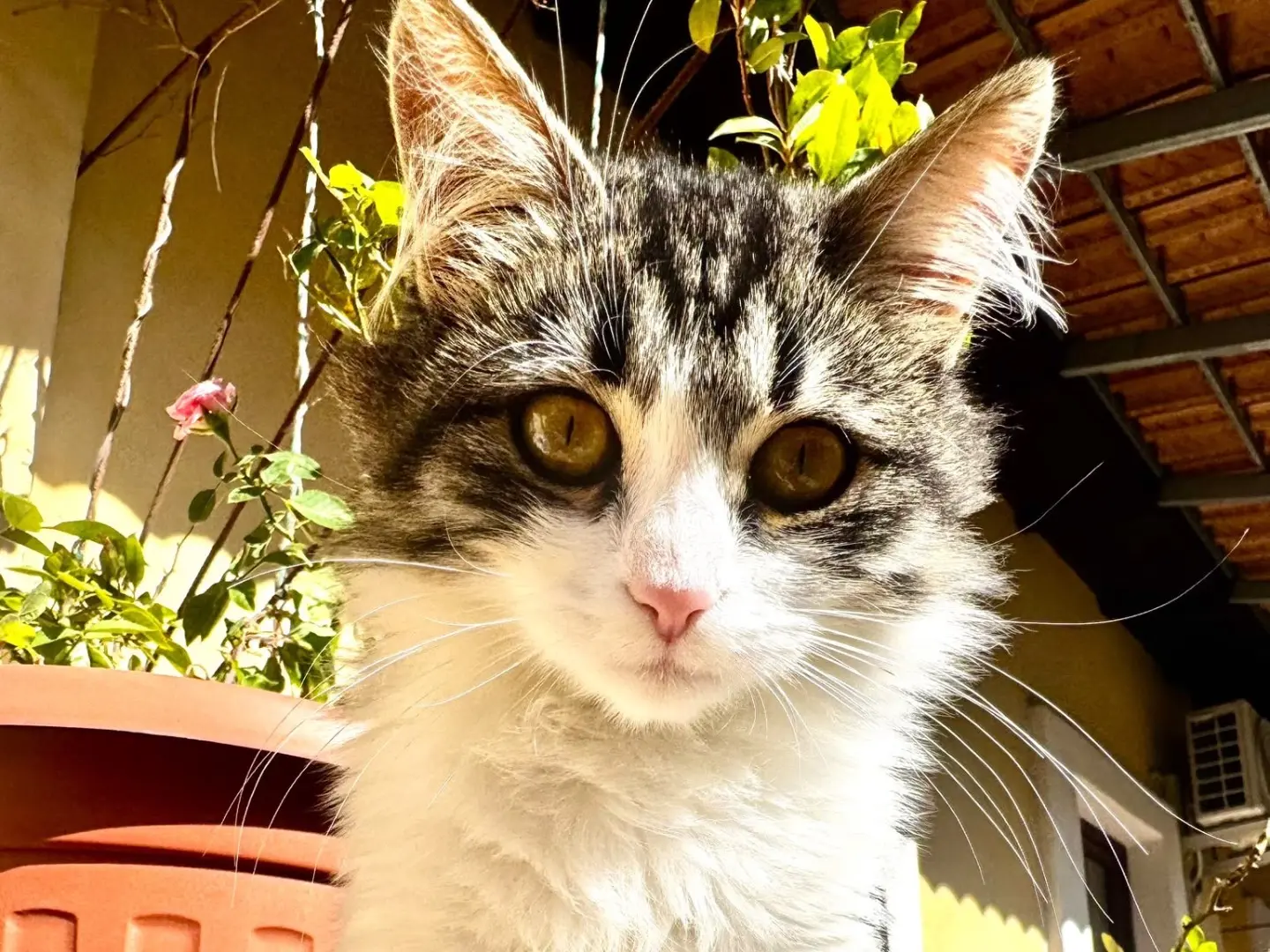 Adotta un gatto, taglia non valida, maschio, Crotone