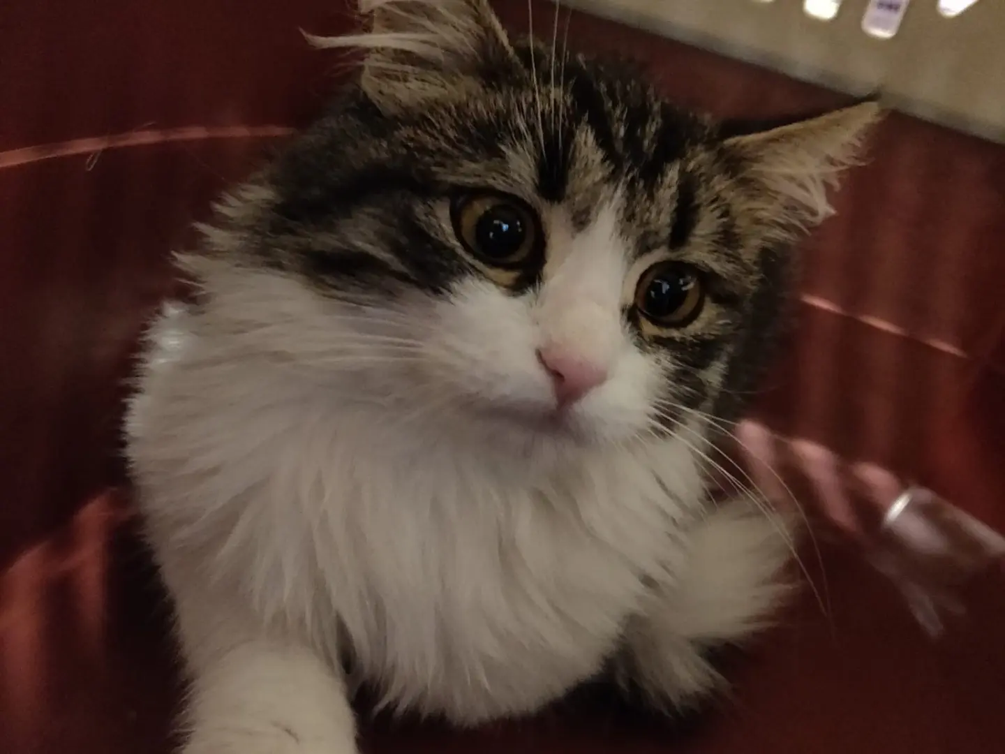 Vuoi adottare un gatto a Crotone?